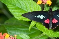 PAPILIONIDAE, Parides arcas arcas